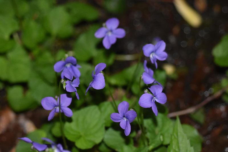Wild Violet (Viola sororia)