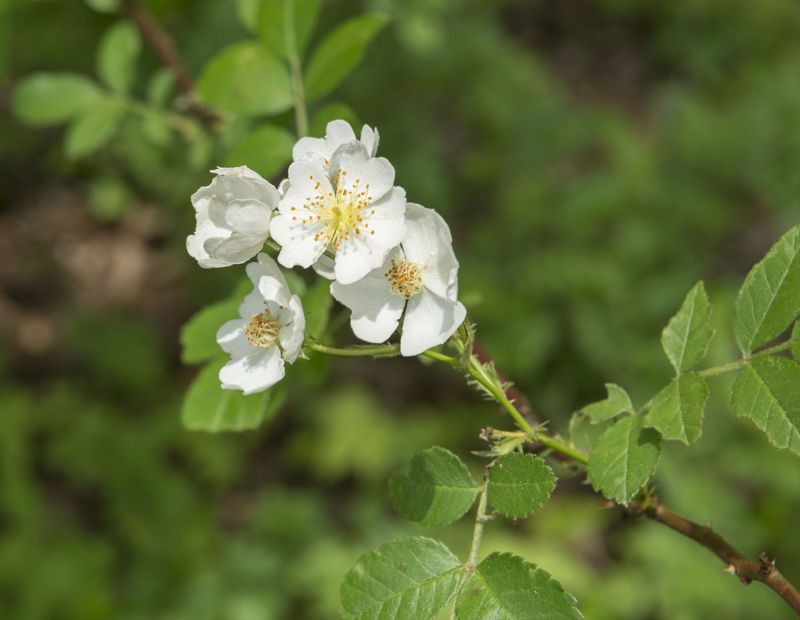 Multiflora Rose: The Thorny Takeover