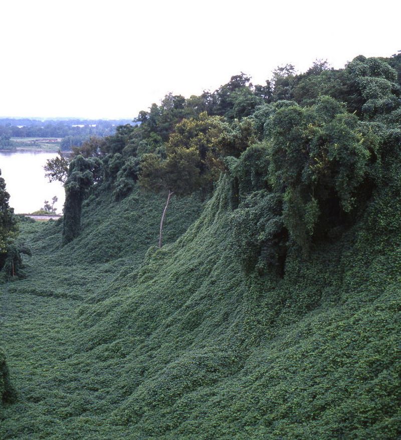 Kudzu: The Vine That Ate the South