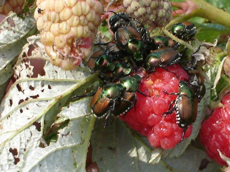 Raspberry Bushes