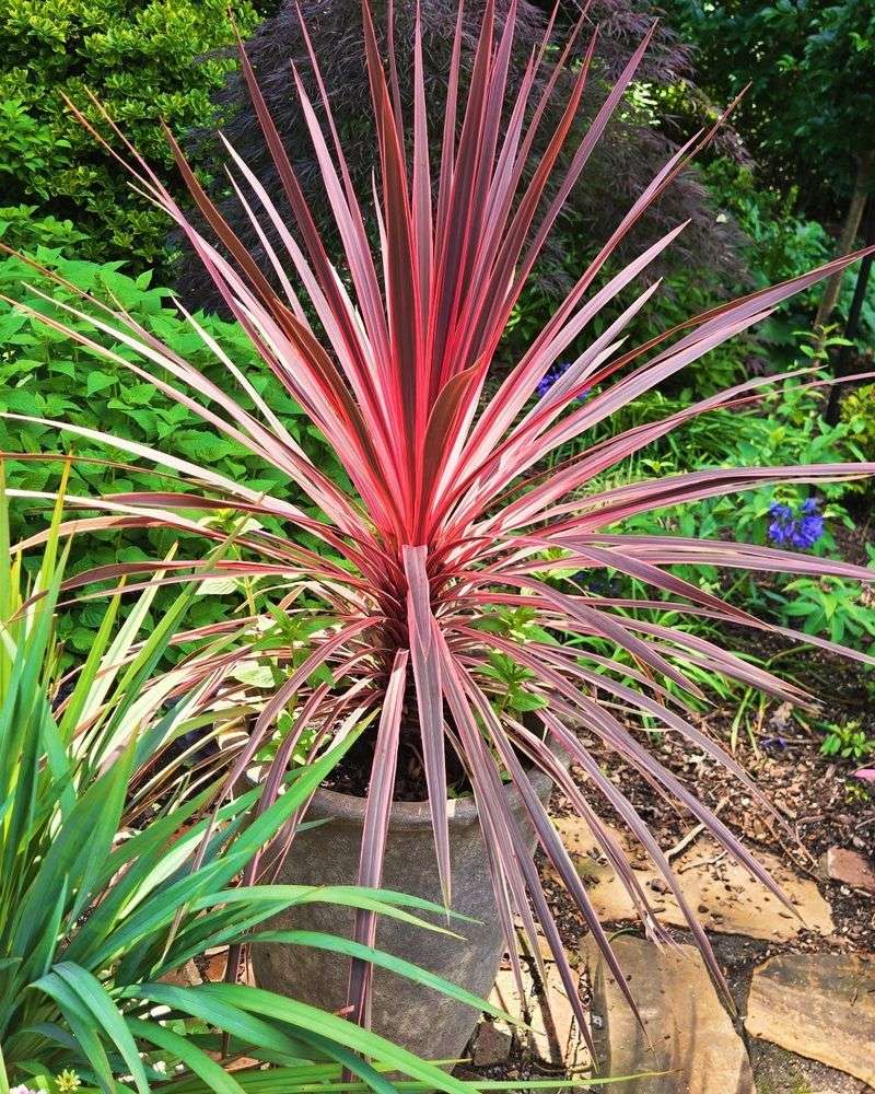 Cordyline