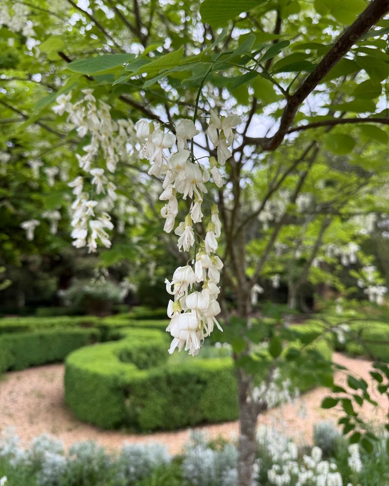 American Yellowwood