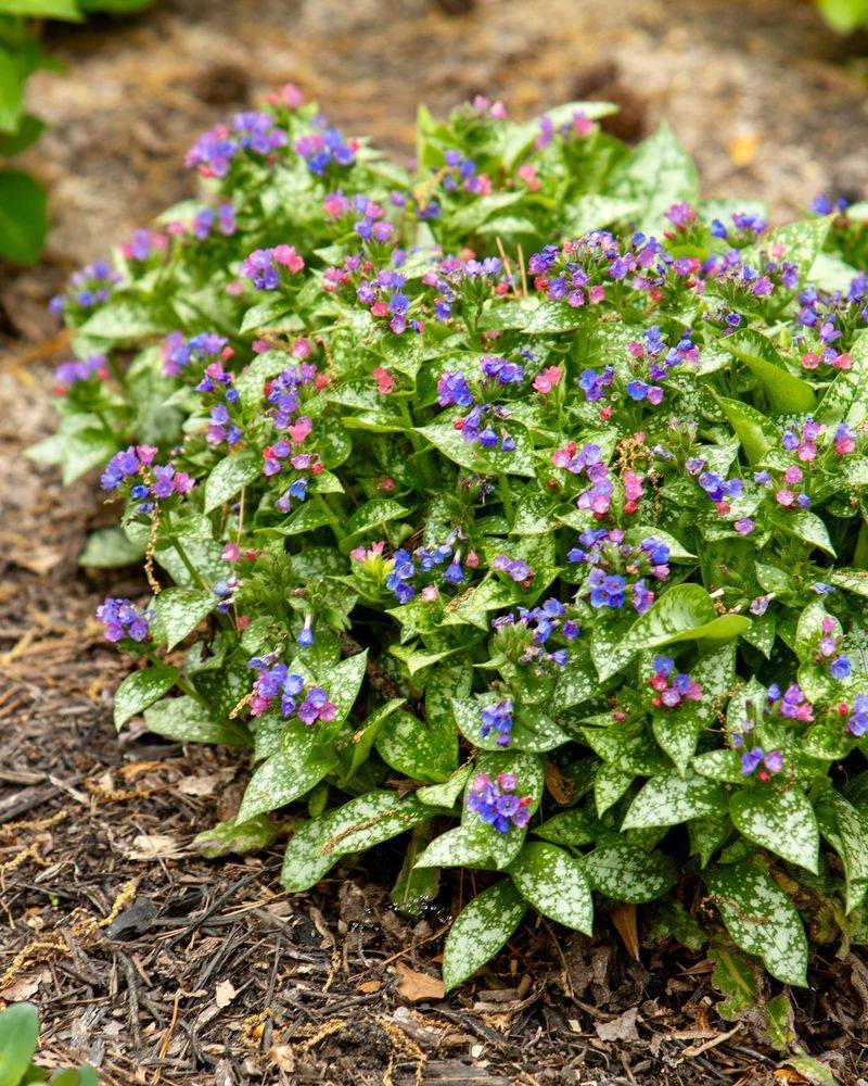 Pulmonaria (Lungwort) - Early Spring Bloomer