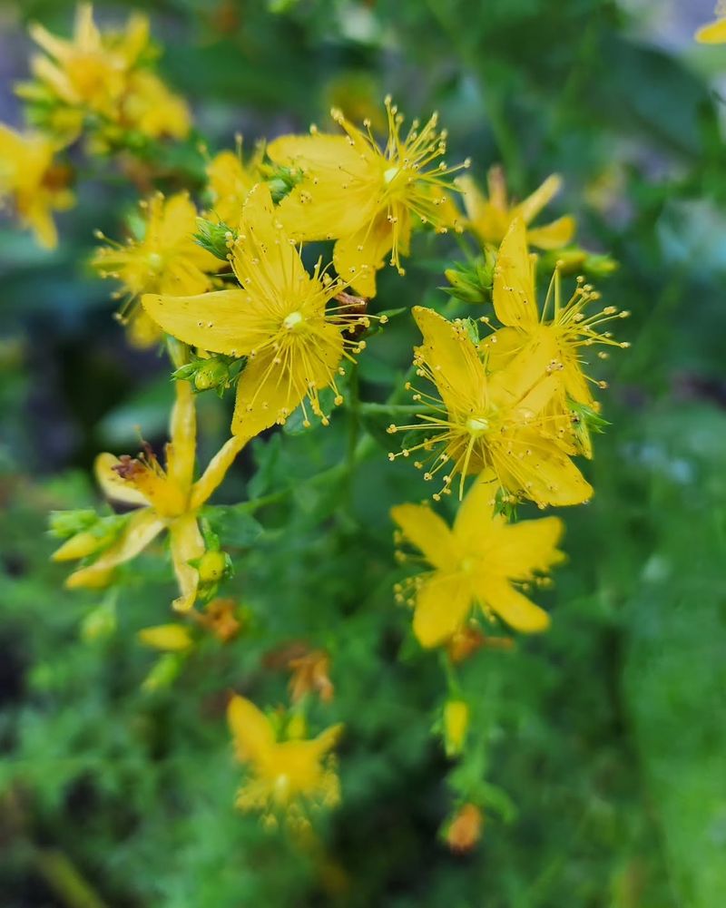 St. John's Wort (Hypericum calycinum)