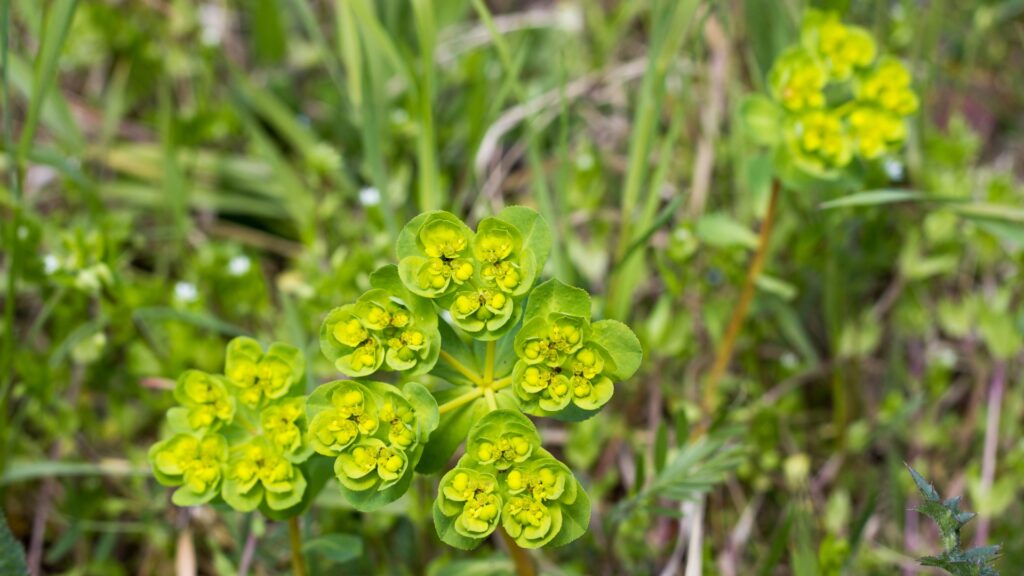 Japanese Spurge