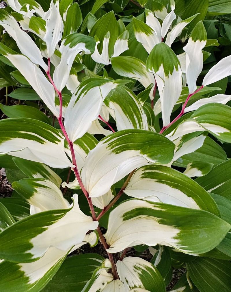 Solomon's Seal (Polygonatum)