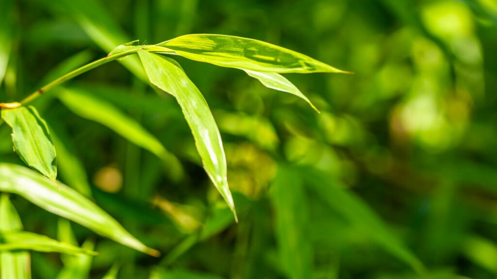 Japanese Stiltgrass