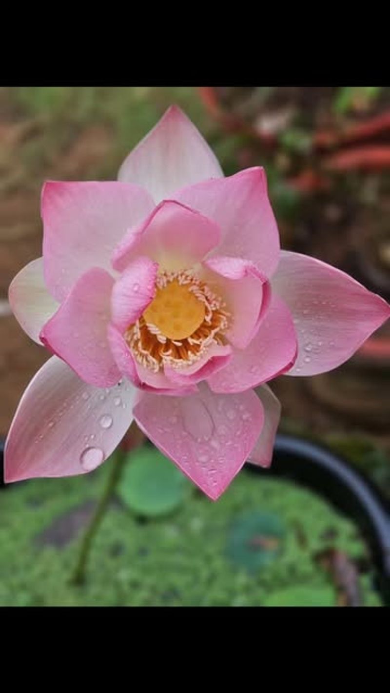 Lotus: Rising Above Challenges