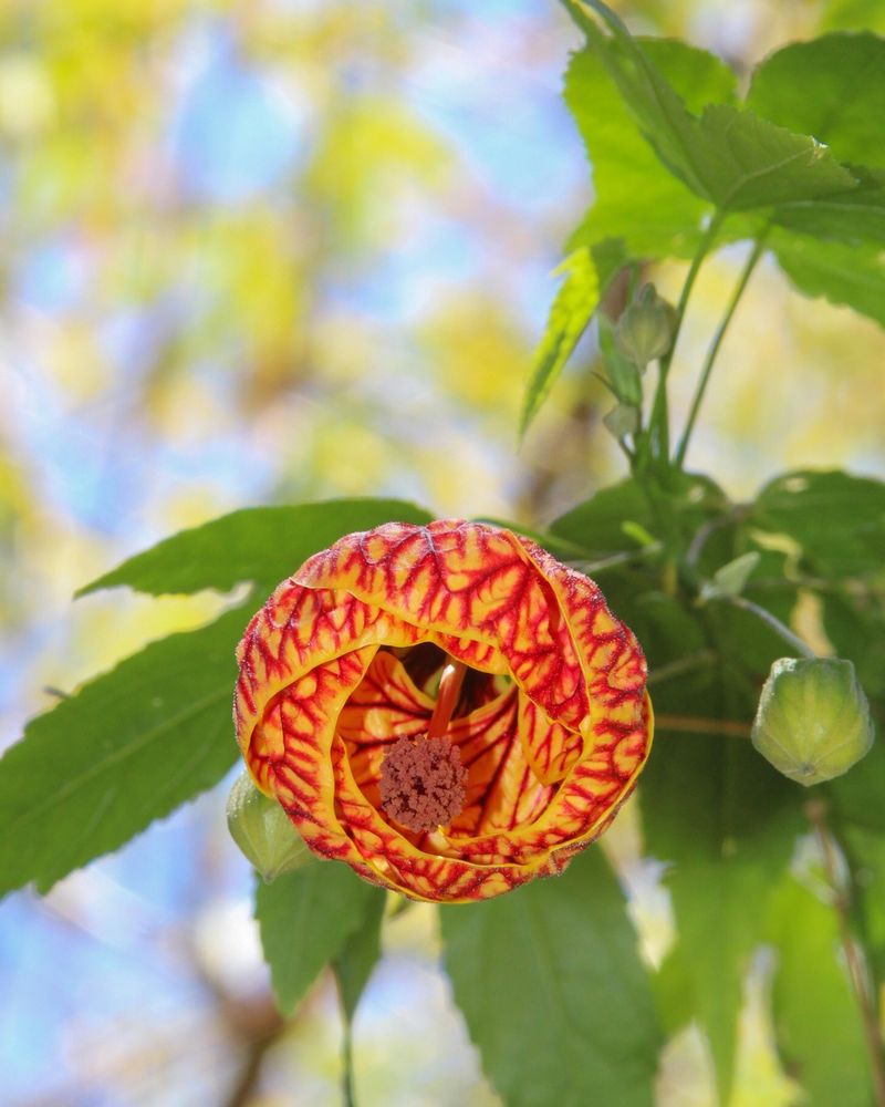 Abutilon