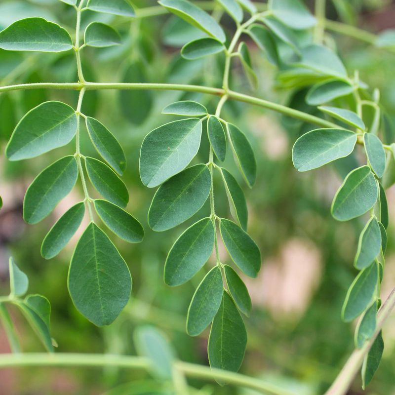 Moringa