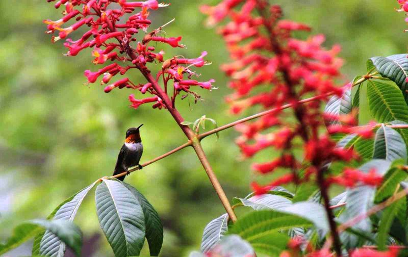 Red Buckeye (Aesculus pavia)