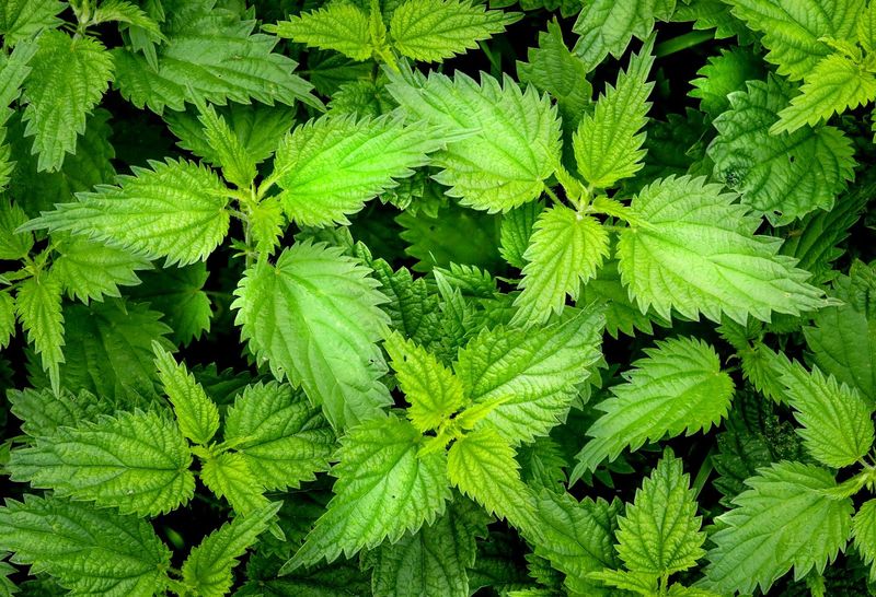 Stinging Nettle: The Painful Woodland Surprise