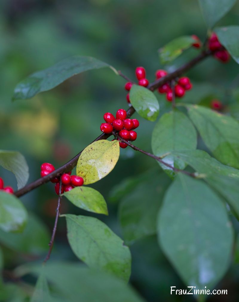 Spicebush