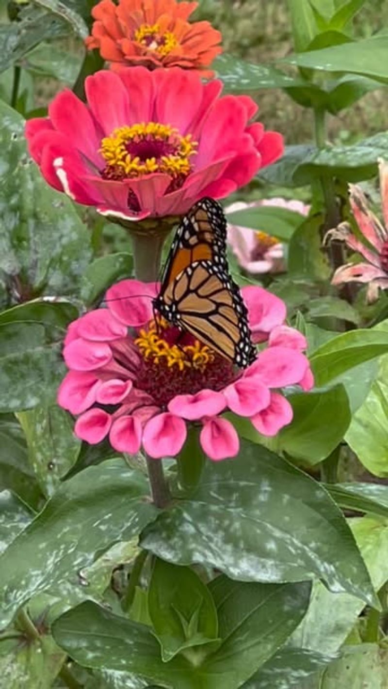 Zinnia