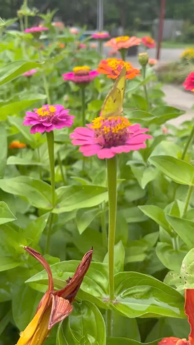 Zinnias