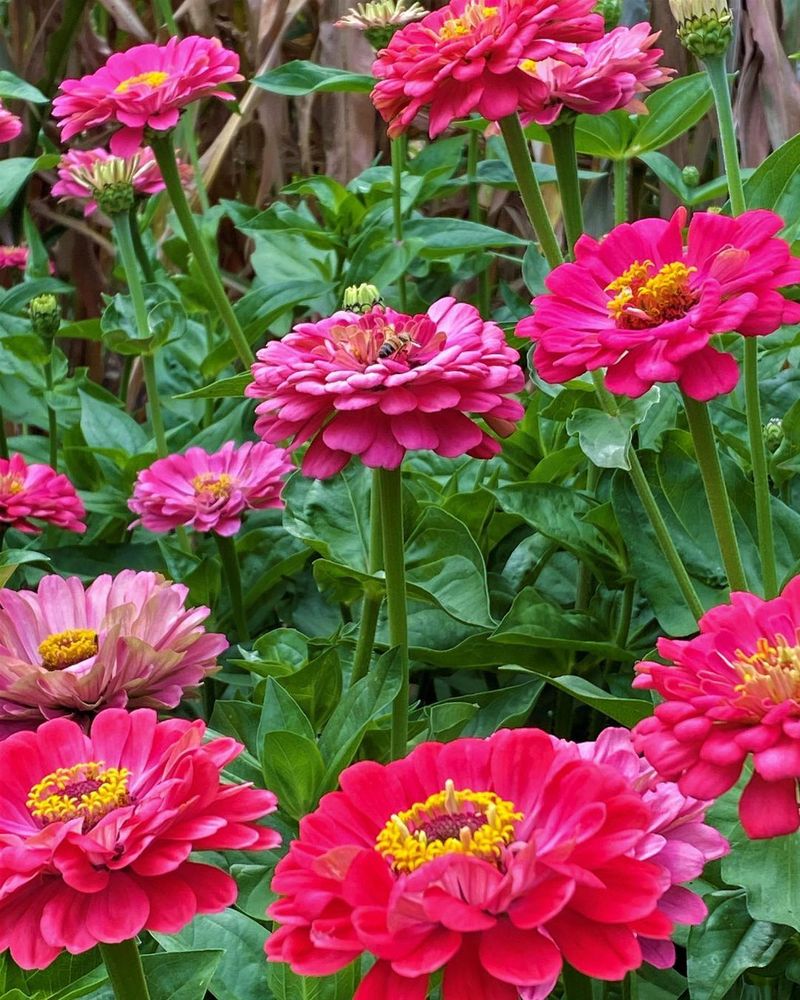 Zinnia