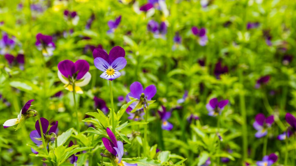 Johnny Jump-Up (Viola tricolor)