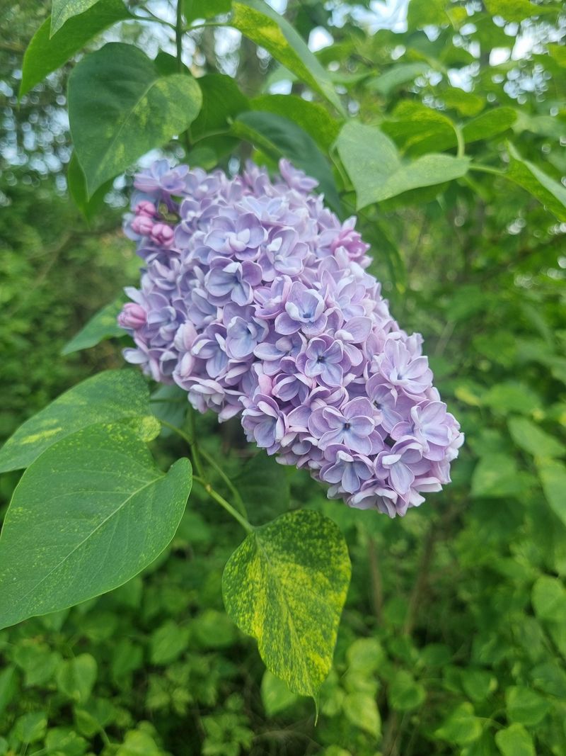 Superba Lilac