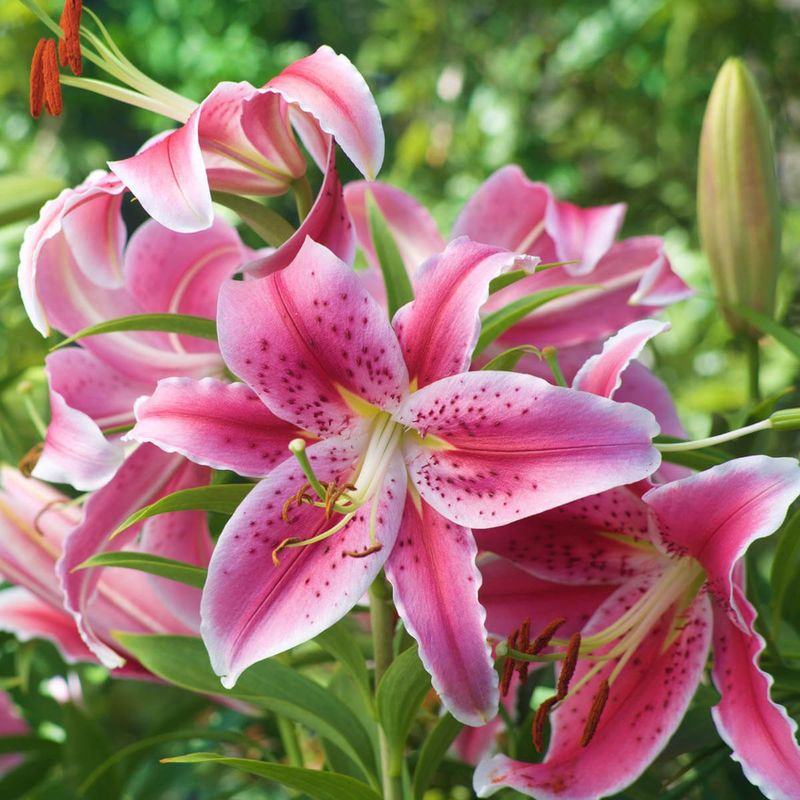 August's Oriental Lily Opulence