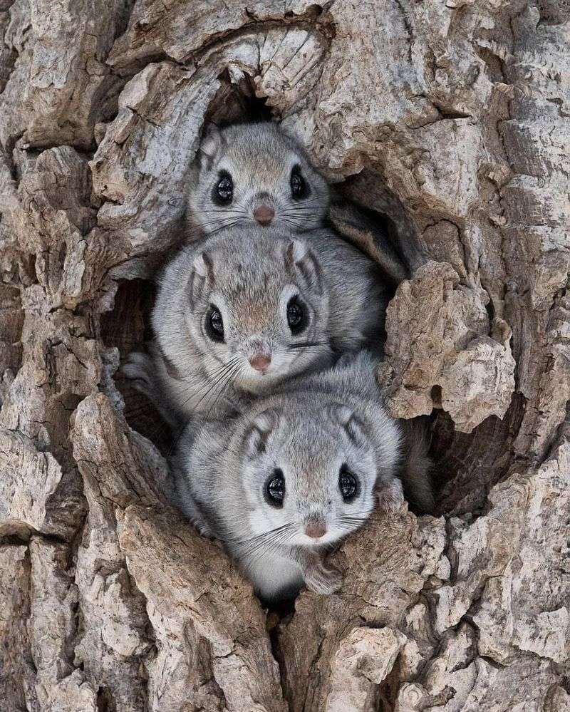 Flying Squirrels