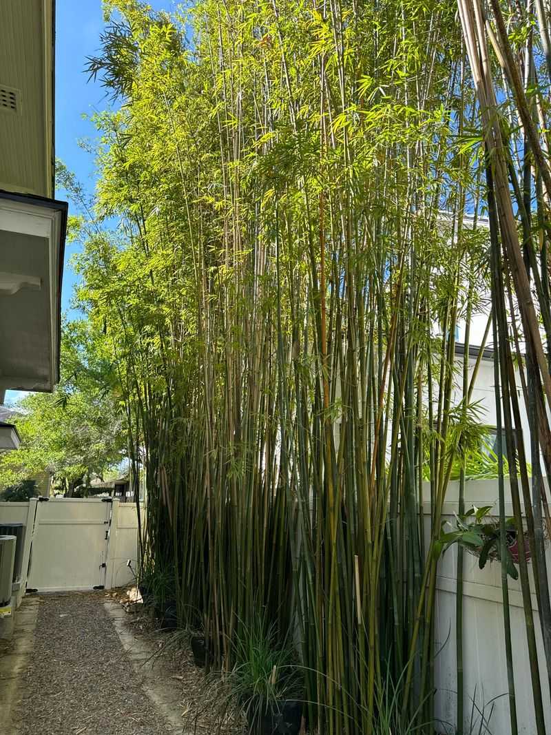 Bamboo - The Rapid-Burning Invader