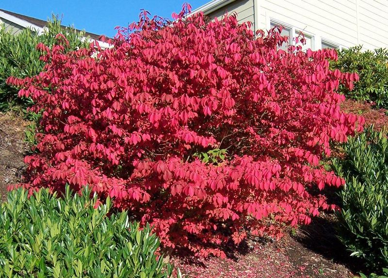 Burning Bush: The Shade Creator