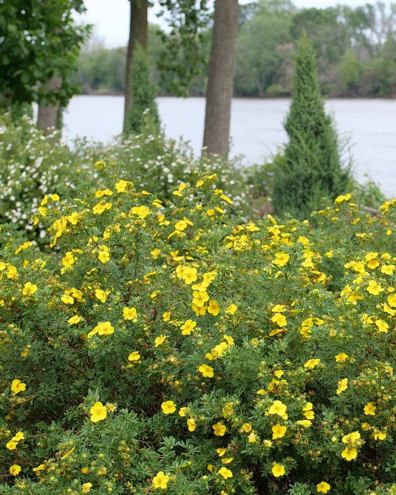 Potentilla