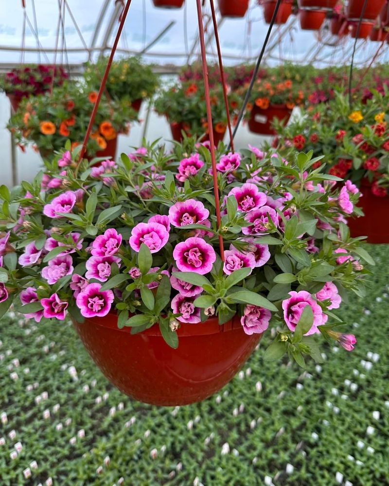 MiniFamous Double Pink
