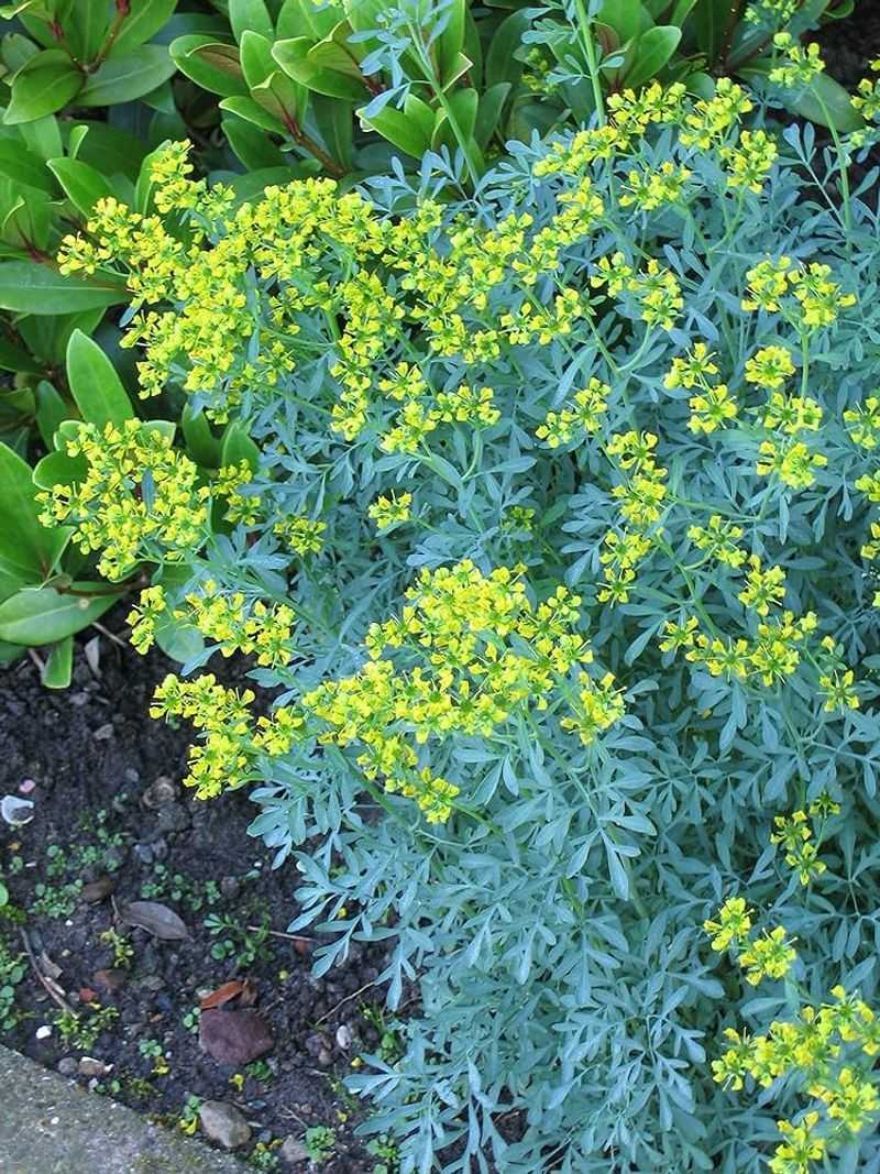 Common Rue