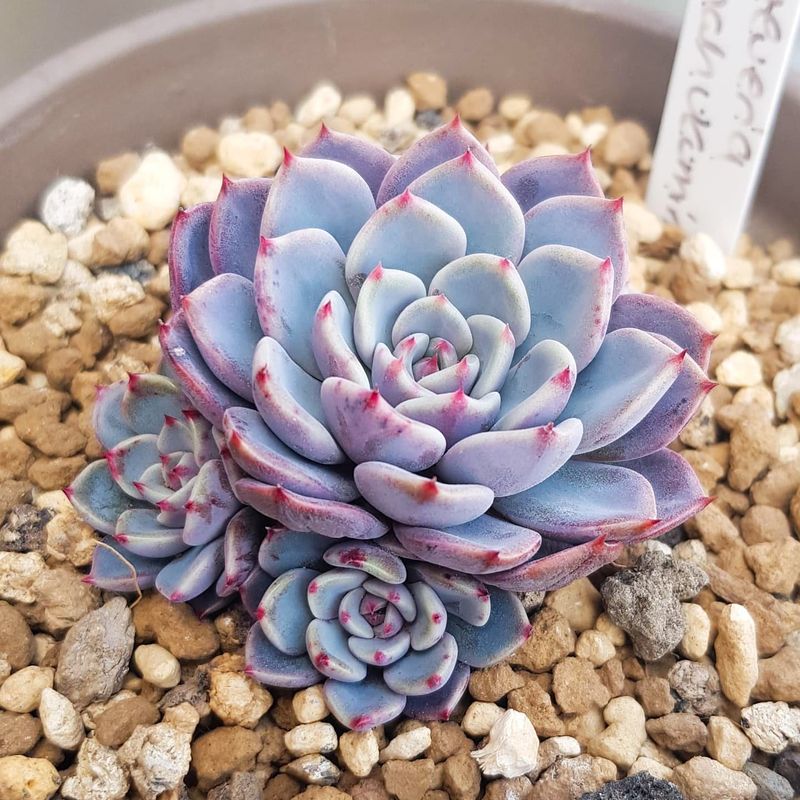 Echeveria