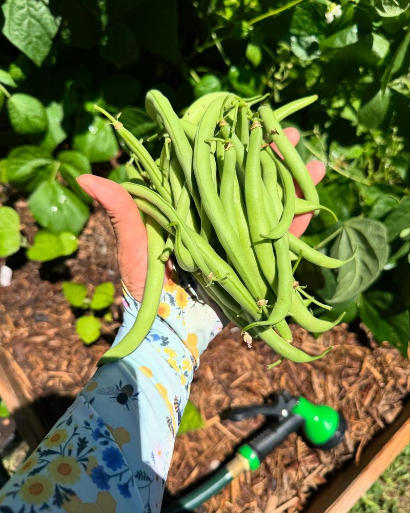 Bush Beans