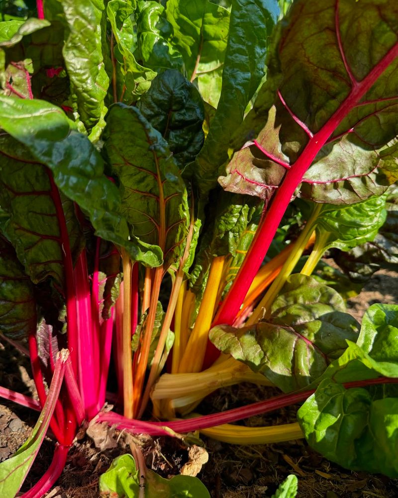 Swiss Chard