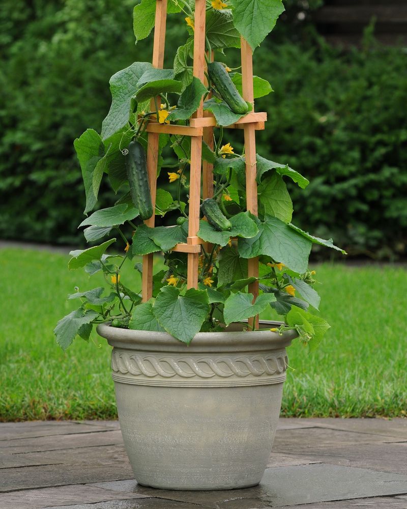 Cucumbers