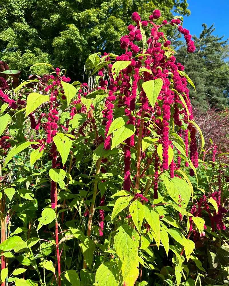 Amaranth