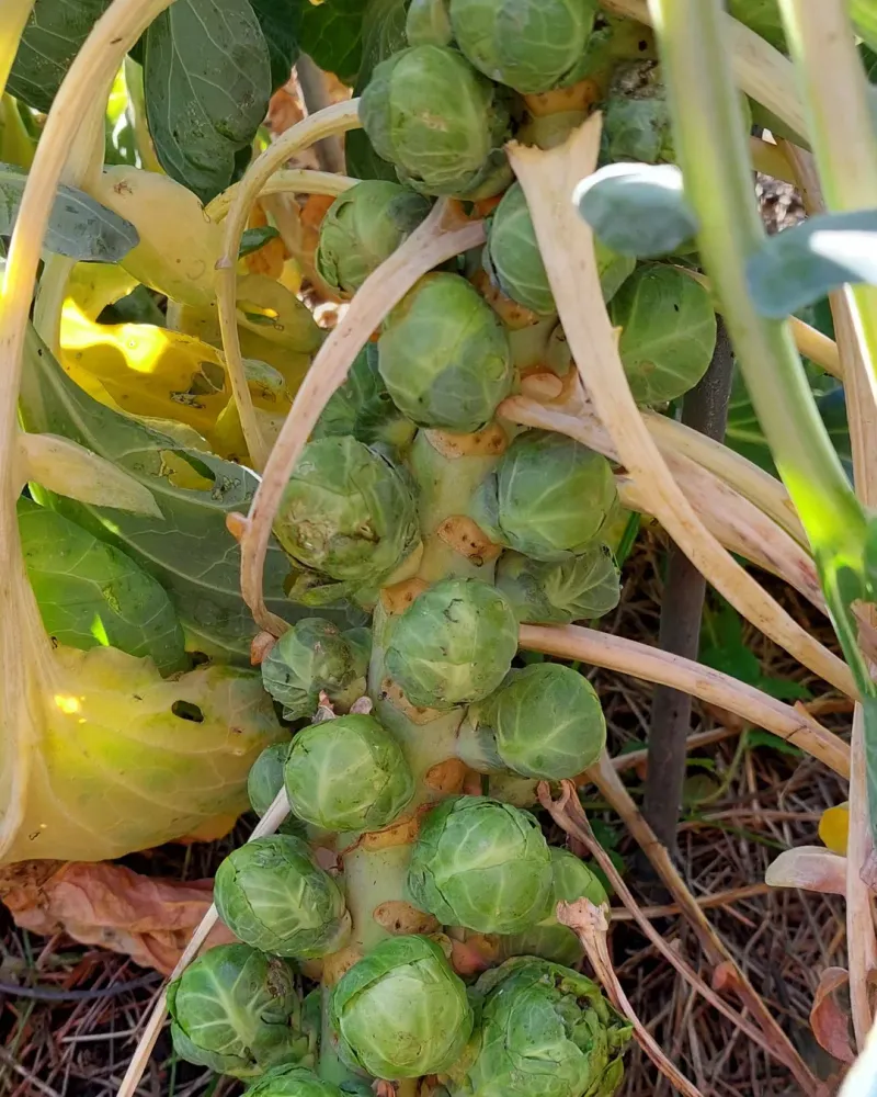 Brussels Sprouts