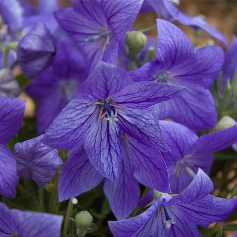 Balloon Flower 'Mariesii' (Platycodon grandiflorus)