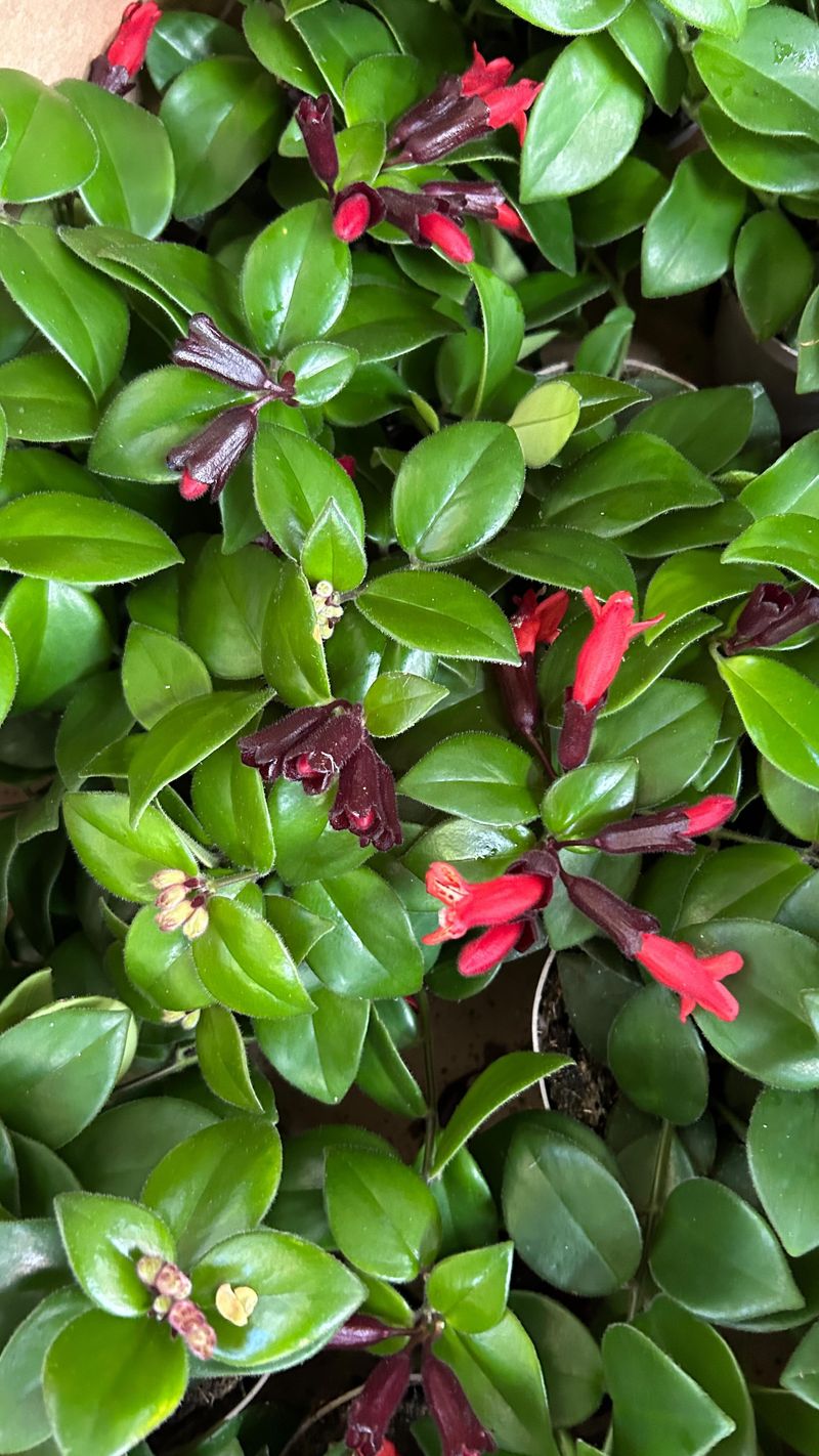 Lipstick Plant