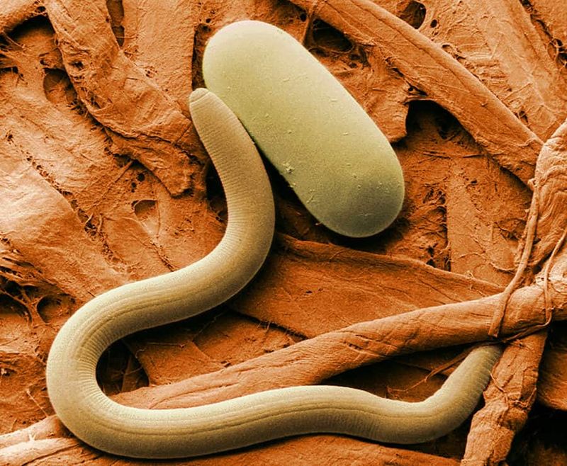 Beneficial Nematodes Introduction
