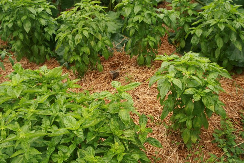 Mulch Management