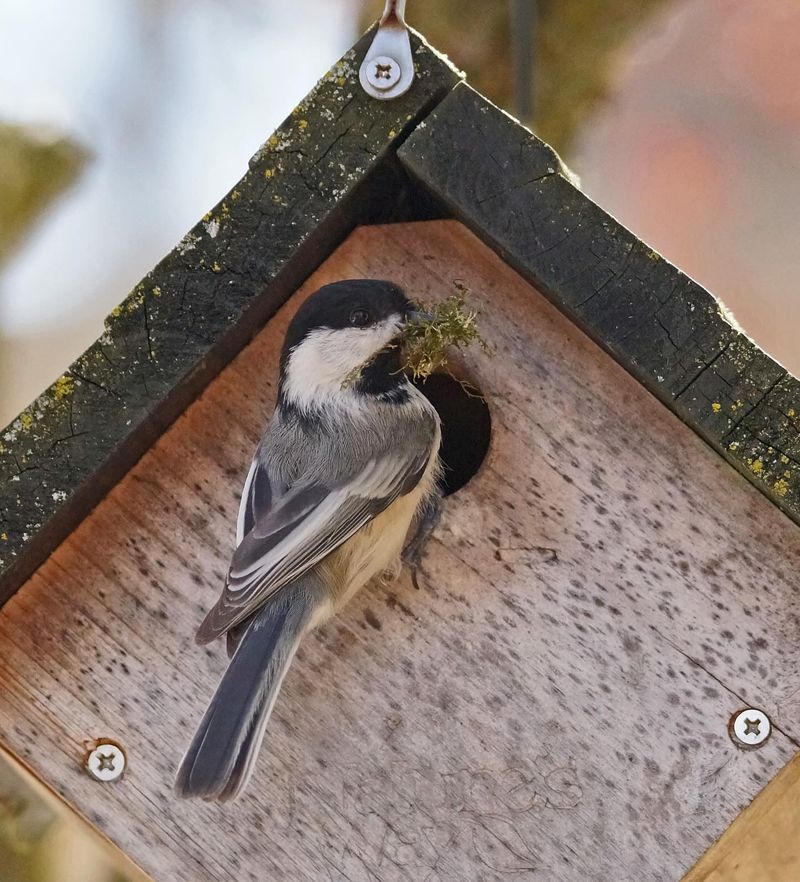 Provide Nesting Materials In Spring