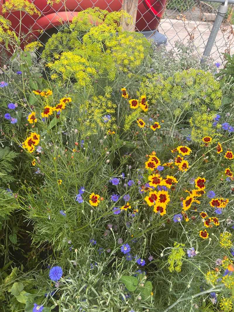 Reduce Lawn Areas