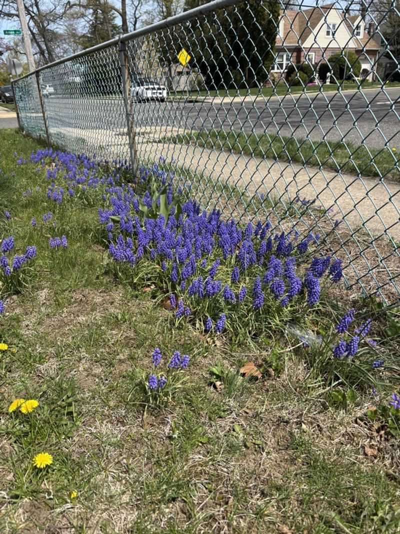 Don't Let Weeds Go To Seed