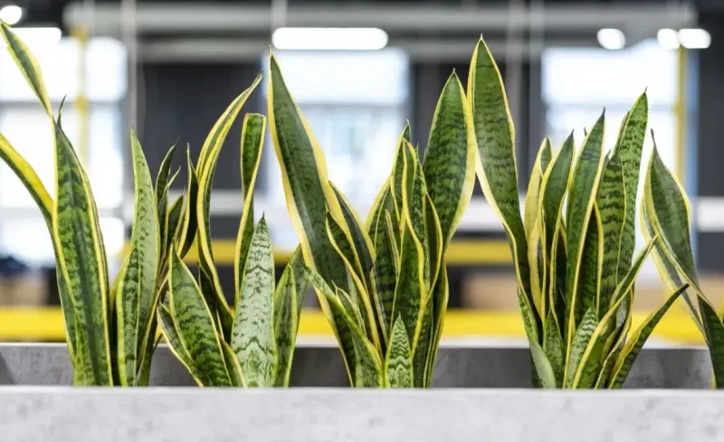 Rotate Your Plant Regularly