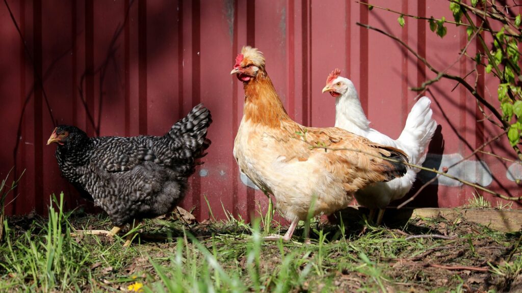 Backyard Chickens 
