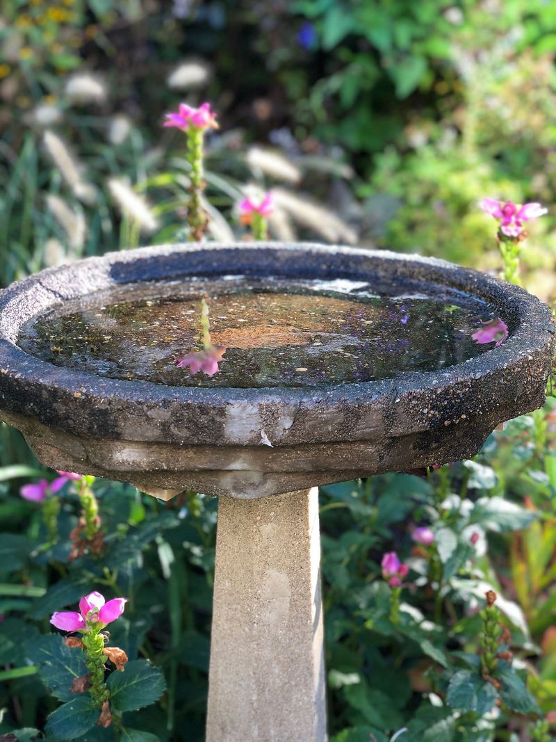Enhance With Native Plants