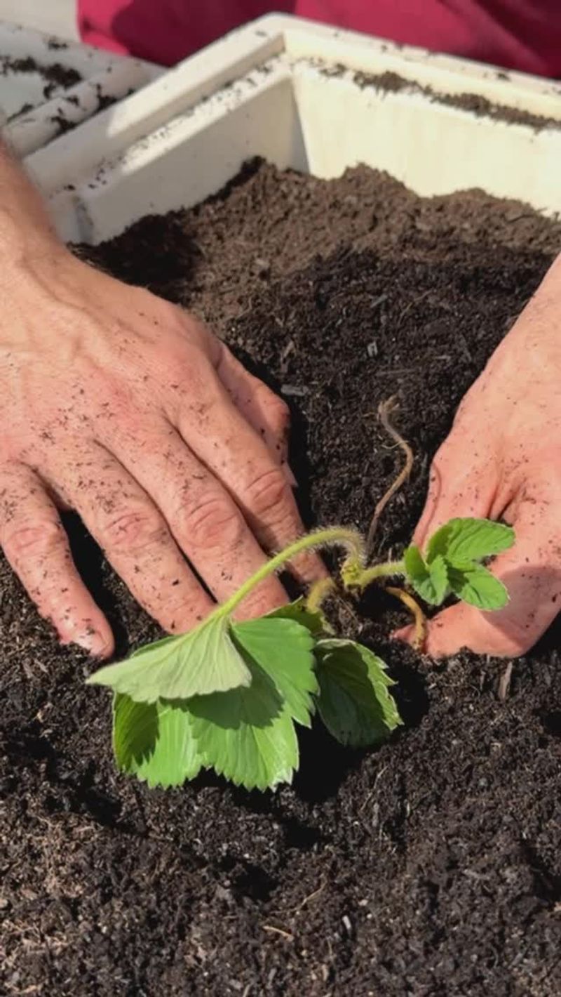Stimulates Root Growth Dramatically