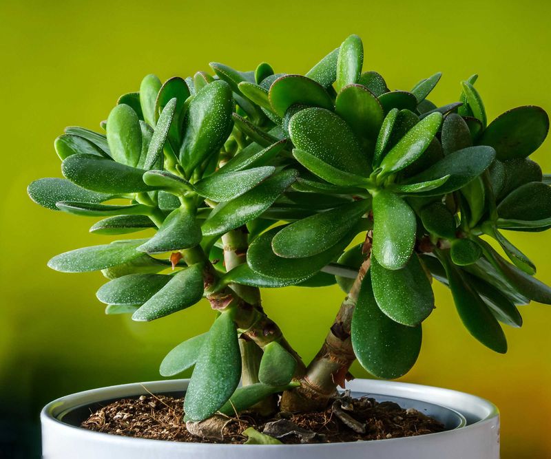 Jade Plant (Crassula ovata)