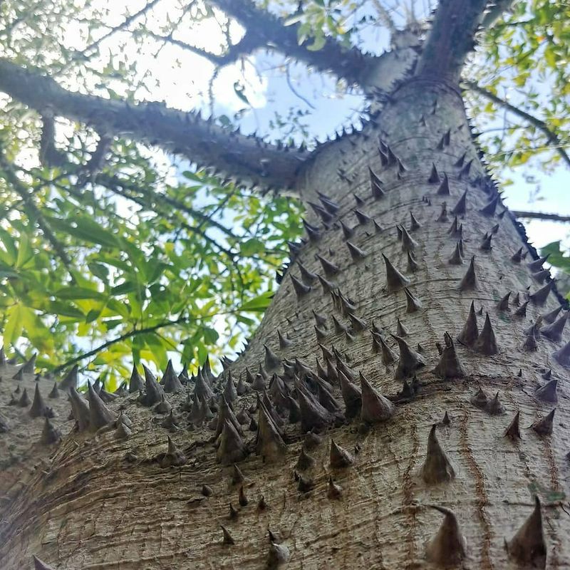 Sandbox Tree's Explosive Nature