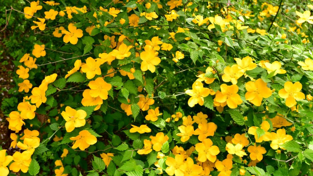 Kerria Japonica