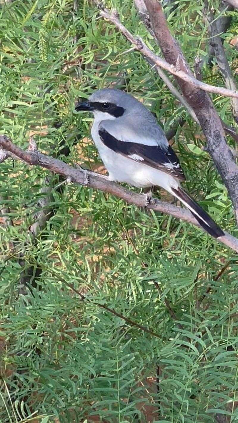 Shrikes